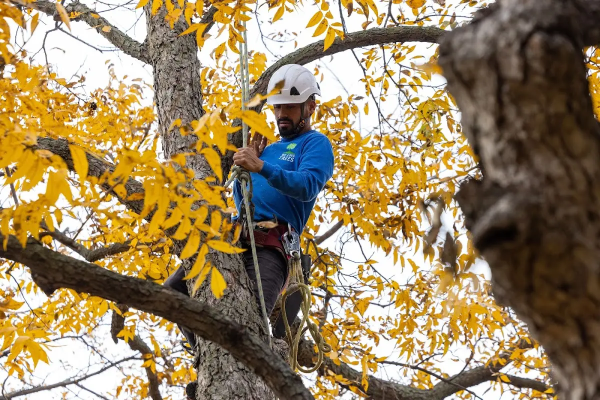 Skilled Tree Pruning crew working in Westover